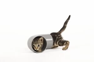 Images Dated 3rd June 2010: Cat - tabby kitten in studio investigating piping