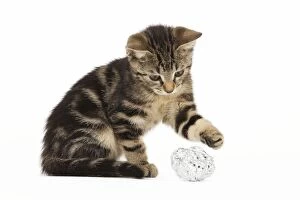 Images Dated 3rd June 2010: Cat - tabby kitten in studio playing with a tinfoil ball