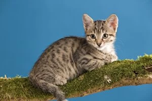 Images Dated 19th June 2009: Cat - tabby kitten on tree branch