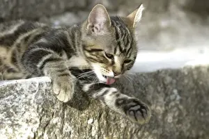 Cat -tabby kitten washing