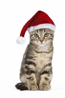 Images Dated 3rd June 2010: Cat - tabby kitten wearing Christmas hat Digital Manipulation: Hat SG