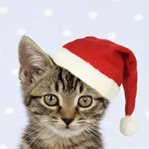 CAT. Tabby kitten wearing a Christmas hat Digital Manipulatio: hat (JD)