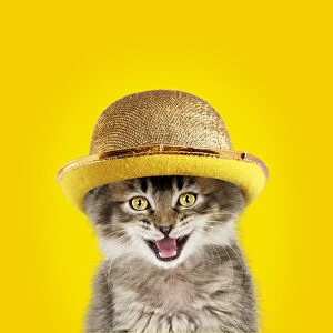 Bowler Gallery: CAT. Tabby kitten wearing gold bowler hat, mouth