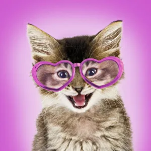 Cat - Tabby kitten wearing pink heart shaped glasses Date: 16-05-2007 Cat - Tabby kitten wearing pink heart shaped glasses Date: 16-05-2007