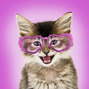 Open Prints: Cat ~ Tabby kitten wearing pink heart shaped glasses
