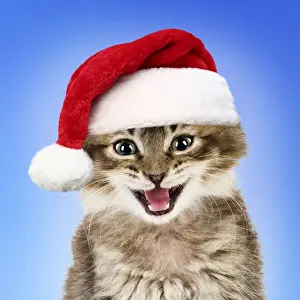 Open Prints: Cat ~ Tabby kitten wearing red Christmas Santa hat