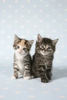 Cat - Two tabby kittens sitting together