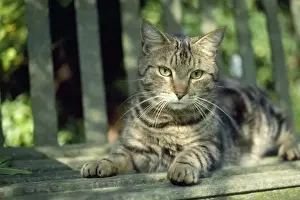 Cat - tabby lying on bench