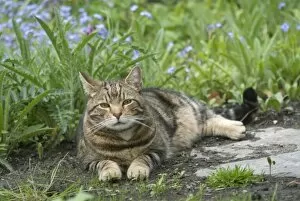 Cat - Tabby lying down in garden
