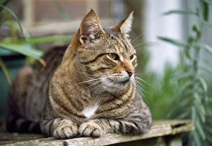 Images Dated 19th May 2010: Cat - Tabby - lying on table in garden