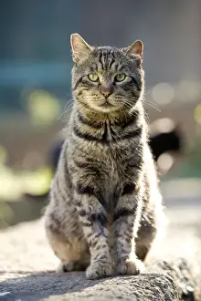 Stone Walls Prints: Cat - Tabby walking on stone wall - pyramid of Caius Cestius - Rome - Italy