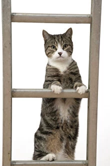 Images Dated 6th May 2020: CAT. Tabby & white cat climbing a ladder, studio