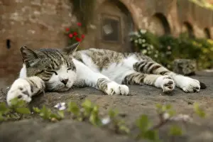 Cat - Tabby and White cat, sleeping