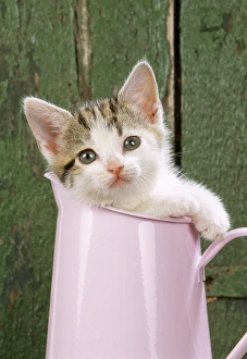 Cat - tabby kitten in pot