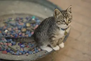 North Africa Prints: Cat - Tabby & white kitten wearing collar. Morocco