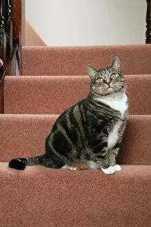 CAT. Tabby & white on stairs