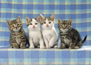 Cat - Tabby & White with Tabby kittens