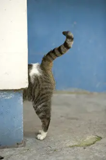 Cat - back & tail