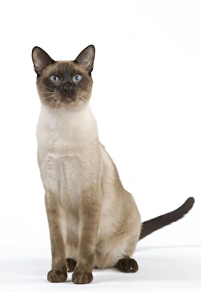 Cat - Thai