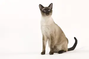 Cat - Thai