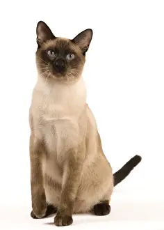 Cat - Thai