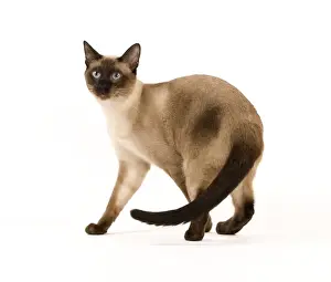 Defence Prints: Cat - Thai