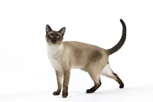 Cat - Thai
