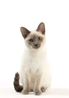 Cat - Thai - Kitten