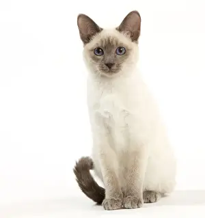 Cat - Thai - Kitten