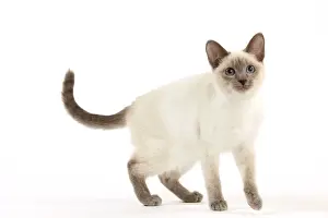 Cat - Thai - Kitten