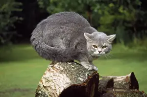 Threatening Prints: Cat - in threatening / aggressive pose