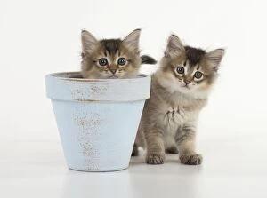 Images Dated 30th July 2014: Cat Tiffali 7 week old Kittens in flower pots