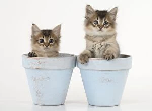 Images Dated 30th July 2014: Cat Tiffali 7 week old Kittens in flower pots