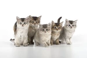 Images Dated 30th July 2014: Cat Tiffali 7 week old kittens in a line