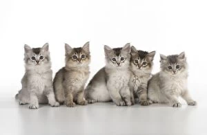 Images Dated 30th July 2014: Cat Tiffali 7 week old kittens in a line