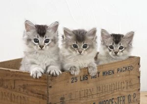 Images Dated 30th July 2014: Cat Tiffali 7 week old kittens in old wooden box