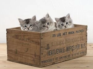 Images Dated 30th July 2014: Cat Tiffali 7 week old kittens in old wooden box