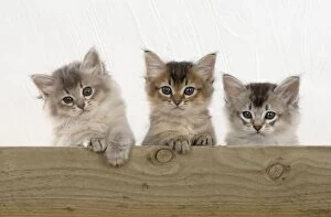 Images Dated 30th July 2014: Cat Tiffali 7 week old kittens over wood