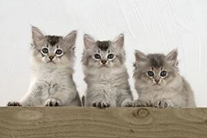 Images Dated 30th July 2014: Cat Tiffali 7 week old kittens over wood