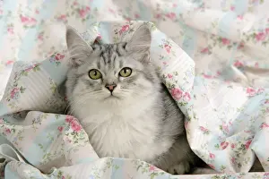 CAT. Tiffanie