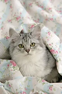 CAT. Tiffanie