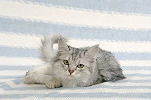 Images Dated 25th January 2008: CAT. Tiffanie