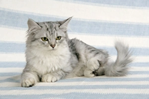 Images Dated 25th January 2008: CAT. Tiffanie
