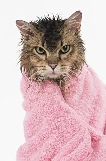 Grumpy Gallery: CAT. Tiffanie ( black tipped ) wet in a towel