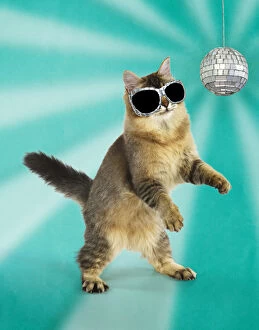 CAT - Tiffanie cat jumping and dancing wearing