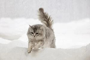 Images Dated 27th February 2013: CAT - Tiffanie cat jumping in snow