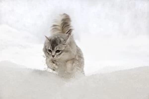 Images Dated 27th February 2013: CAT - Tiffanie cat jumping in snow