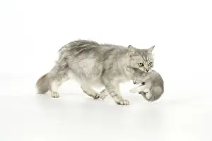 Cat. Tiffanie cat. Mother carrying six week old kitten