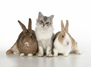Agouti Gallery: CAT. Tiffanie cat with rabbits, studio