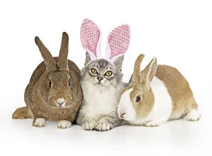 Bunny Gallery: CAT. Tiffanie cat wearing Rabbit / bunny ears